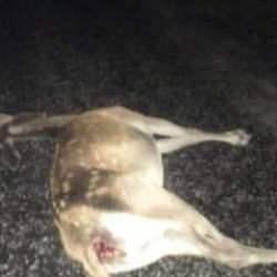 Ankara Beypazarı&rsquo;nda otomobil geyiğe &ccedil;arptı: 3 yaralı