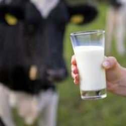 Çiğ süt referans fiyatının market satış fiyatlarına etmeyecek