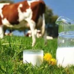 Süt üretimi 115 bin tona düştü