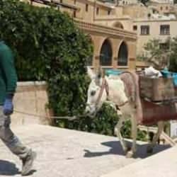 Mardin'de kadrolu eşeklerin mesaisi 5 saate indirildi