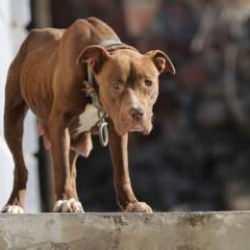 Başıboş köpek terörüne neşter vurulacak: Meclis'in ilk gündemi! İstanbul'da da talimat