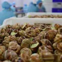 Deniz salyangozu ihracatından 8 milyon dolar gelir