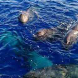 Kaş ve Fethiye'de balinalar g&ouml;r&uuml;nt&uuml;lendi