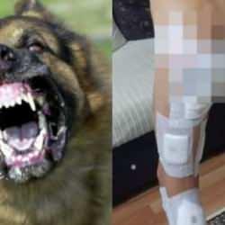Başıboş köpek terörü bitmek bilmiyor! Küçük çocuğa dehşeti yaşattılar