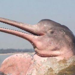 Yapay zeka ile yunusları dinlediler