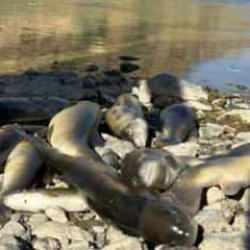 Hakkari'de korkutan balık &ouml;l&uuml;mleri