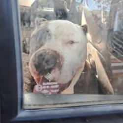 Yakıt almak i&ccedil;in durdu aracına pitbull girdi! 