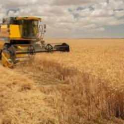 Buğday üretiminde rekor kırıldı