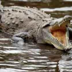 "Garip sesler geliyor" demişlerdi: Kaldırımdaki &ccedil;atlağın i&ccedil;inden 3 adet timsah &ccedil;ıktı!