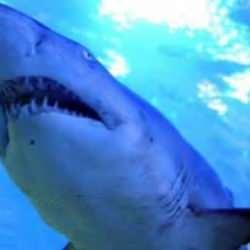 New York&rsquo;ta k&ouml;pek balığı saldırısı! Plaj kapatıldı