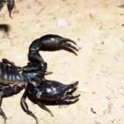 Akrebin soktuğu bebek yoğun bakıma alındı