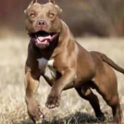 Ankara'da pitbull dehşeti