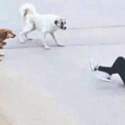 Başıboş köpek sorununu rakamlarla açıkladı: Türkiye, Hindistan’ı geçti!