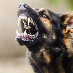 Kanal 7 çalışanına başıboş köpek saldırısı! Şikayetlere rağmen toplanmadı