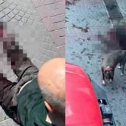 Bakırk&ouml;y'de başıboş k&ouml;pek dehşeti! Sokak kan g&ouml;l&uuml;ne d&ouml;nd&uuml;