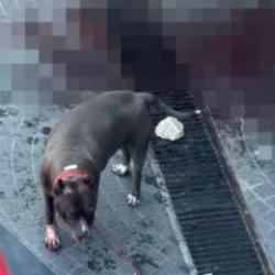Bakırk&ouml;y'deki Pitbull saldırısı: Sahipleri yakalandı ve ceza kesildi