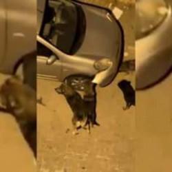  Esenyurt'ta köpekler motor kuryeye saldırdı! O anlar cep telefonuna yansıdı...