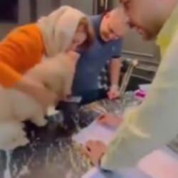 Evinin tapusunu köpeğe veren kadın tutuklandı