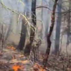 Tekirdağ'da orman yangını!