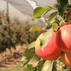 Türkiye’nin elma deposunda hasat başladı