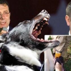 Ongun'un köpeğinin ısırdığı İBB personelini kovdular! 'Sanki ben köpeği ısırdım'