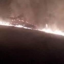 Muğla K&ouml;yceğiz'de orman yangını