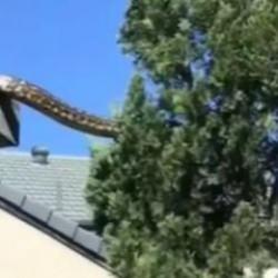 Evin &ccedil;atısındaki devasa piton korkuttu