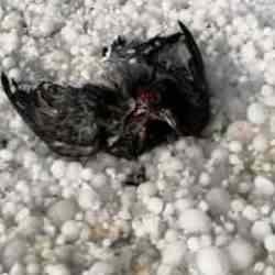 Kars&rsquo;ta ceviz b&uuml;y&uuml;kl&uuml;ğ&uuml;nde dolu yağdı! Kuşlar telef oldu