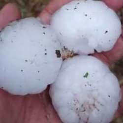 Sivas'ta ceviz b&uuml;y&uuml;kl&uuml;ğ&uuml;nde dolu yağdı! 