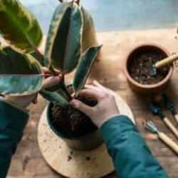 Ölmek üzere olan bir bitki nasıl kurtarılır?
