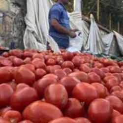 Salçalık domates ve biberler tezgahlarda