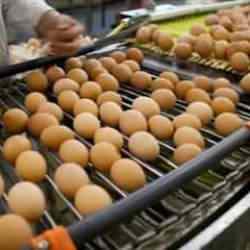 Tarım Bakanlığı açıkladı: 'Yumurtalar Türkiye’ye geri gönderilmedi'