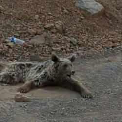 Dağdan d&uuml;şen ayı acı i&ccedil;inde kıvrandı