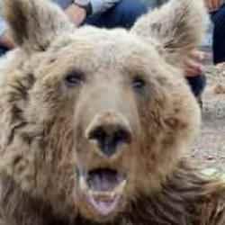 Hakkari'deki ayıyla ilgili gerçek ortaya çıktı! Yaralanma nedeni kaya değil
