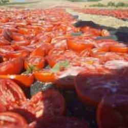 Kurutmalık domates hasadı başladı