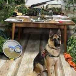 Sakarya'da uyuşturucu operasyonu: 6 gözaltı