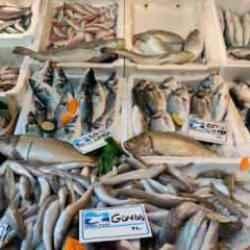 Akdeniz'de av yasağı kalktı: Balık fiyatları yüzde 80 düştü
