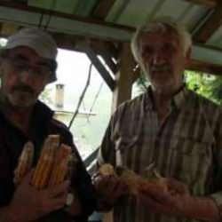 Kokarca b&ouml;cekleri k&ouml;yl&uuml;lerin kabusu oldu