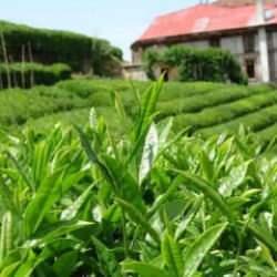Çay üretiminde kuraklık etkisi: Rekolte gerilemesi devam ediyor!