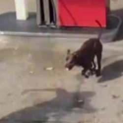 Siyasilere 'başıboş köpek' çağrısı: İngiltere'nin 'önce insan' hassasiyeti örnek alınmalı