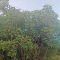 800 metre y&uuml;kseklikten ağa&ccedil;lık alana &ccedil;akıldılar!