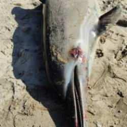 Kuşadası'nda yunus balığı karaya vurdu: Boğularak &ouml;ld&uuml;ğ&uuml;n&uuml; d&uuml;ş&uuml;n&uuml;yoruz