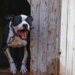 Saldırdığı yaşlı kadının bacağının kesilmesine neden olan Pitbull'un sahiplerine dava