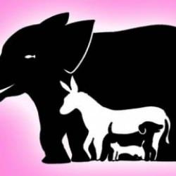 Resimde kaç tane hayvan görebiliyorsunuz? Resimdeki tüm hayvanları sadece dahi bir beyin 10 saniyede fark edebilir!