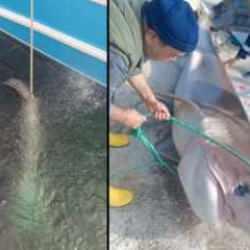 Teknesine &ccedil;ekemediği dev k&ouml;pek balığını, b&ouml;yle iskeleye getirdi