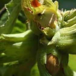  TZOB uyardı: Kahverengi kokarca istilası fındık üretimini tehdit ediyor!