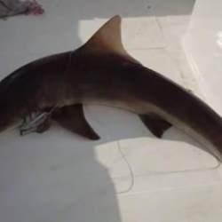 Muğla'da balık&ccedil;ıların ağına k&ouml;pek balığı takıldı