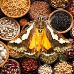 Evde g&uuml;ve kelebeği ve g&uuml;ve yumurtası nasıl yok edilir? Mutfaktaki g&uuml;velerden nasıl kurtulurum?