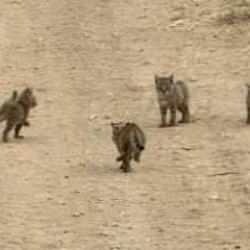 Yavruları ile birlikte g&ouml;r&uuml;nt&uuml;lendi! Nesli t&uuml;keniyor