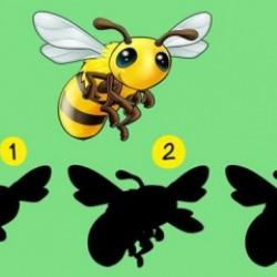 Yüksek dikkat gerektiren zekâ testi: Resimdeki arının doğru gölgesini 24 saniye içerisinde bulabilir misiniz?